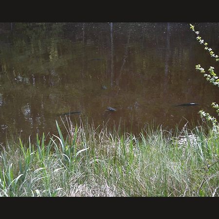 Cabane Limousine Au Bord D'Un Etang Bonnac-la-Côte Dış mekan fotoğraf