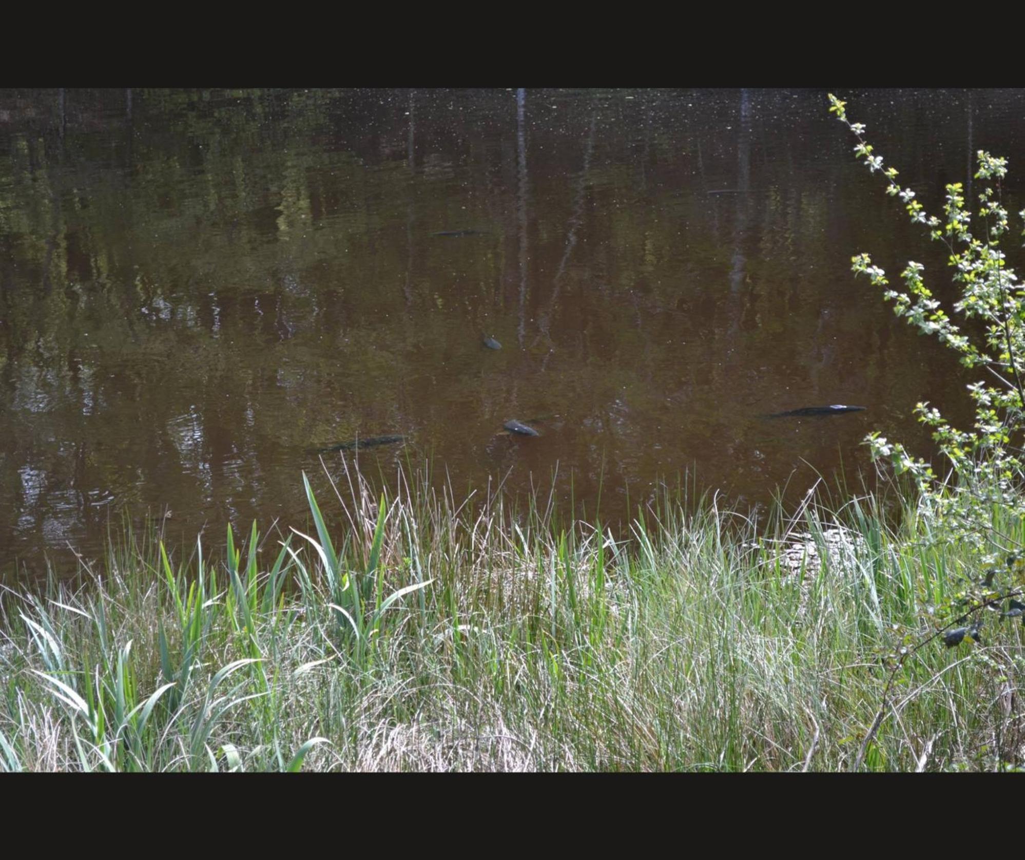 Cabane Limousine Au Bord D'Un Etang Bonnac-la-Côte Dış mekan fotoğraf